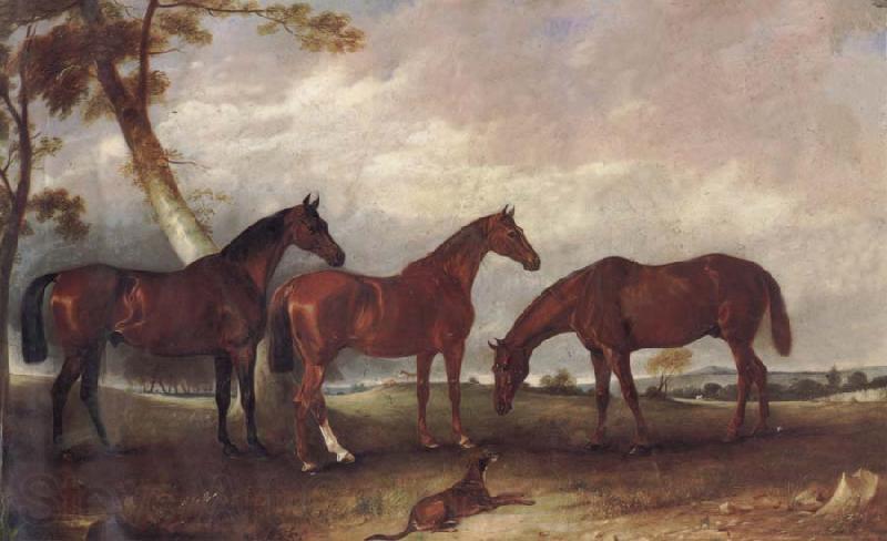 unknow artist Some Horses Norge oil painting art